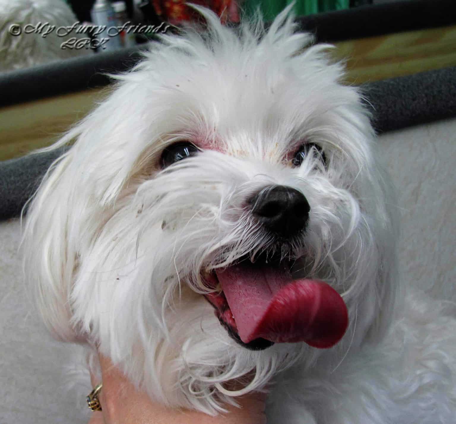 Why Are My Dogs Eyes Watery? - Tablelands Farm to Fork