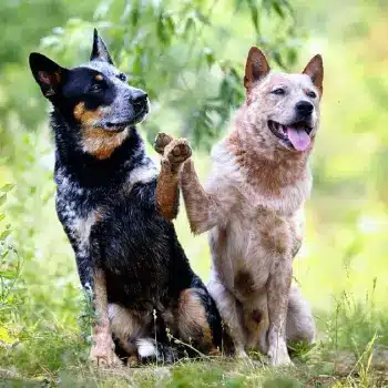Farm to Paws Dog Food
